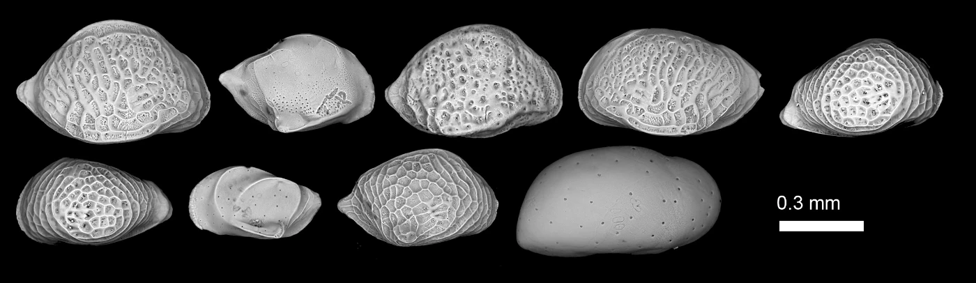 HKU Paleontologists Discover Solid Evidence of Formerly Elusive Abrupt Sea-level Jump