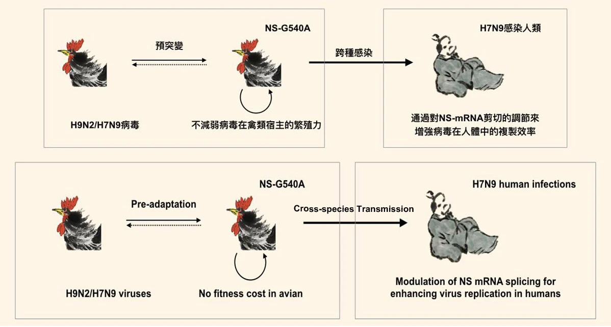 H7N9禽流感病毒帶有NS-G540A基因突變，這突變能增強H7N9病毒在哺乳類細胞的感染和繁殖能力，但卻沒減弱病毒在禽類細胞繁殖的效率。