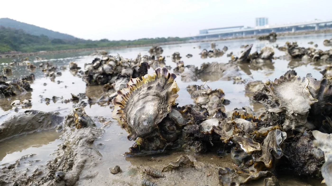 七平方米的香港蠔礁單日過濾水量可達一個奧運標準游泳池 （圖片提供：Marine Thomas/ TNC）