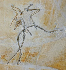 The Thermopolis specimen of Archaeopteryx. This famous early fossil bird is on display at the Wyoming Dinosaur Center in Wyoming, USA. Image credit: Kaye et al. 2020.