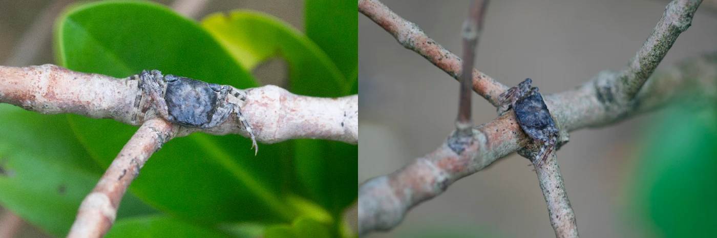 An adult male Haberma tingkok in its natural environment, the branches of mangrove tree Kandelia obovata. Note the long legs grasping the branch.